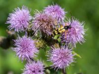 Gefleckter Schmalbock